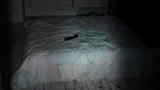 Ghost Hunting: Phantom Sighting