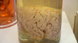 Oddities :Cool Brains