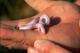 Weird Creatures: Mole Lizard