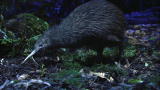 Mutant Planet: The Kiwi