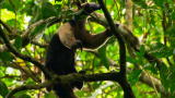Weird Creatures: Anteaters