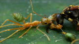 Monster Bug Wars Clips: Green Ants vs. Paper Wasps
