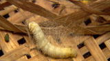 How Do They Do It?: Silk from Worm Spit