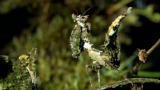 Monster Bug Wars: Moss Mantis Attacks