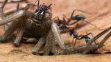 Monster Bug Wars: Jumping Jack Ants vs. Huntsman Spider