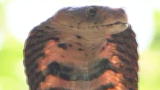 What Are the Odds?: Snakes