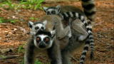 Mutant Planet :Lemur DNA