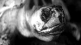 Wonders of the Universe: Sea Turtles Give Birth