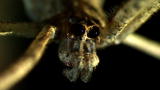 Monster Bug Wars: Ogre-Faced Spider vs. Soldier Ant