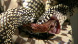 Wild Freaks of Nature: Snake On Snake