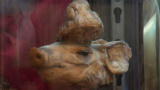 Oddities :Strangest Creatures