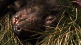 Mutant Planet: Tasmanian Devil