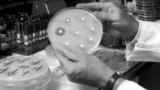 Greatest Discoveries: The Discovery of Penicillin