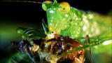 Monster Bug Wars: Putting Bug on the Table