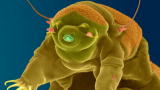 Through the Wormhole 2: What Do Aliens Look Like?