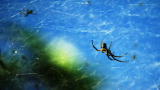 Monster Bug Wars: Tent Spider Colony
