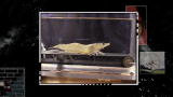 Head Rush: Shrimp on a Treadmill
