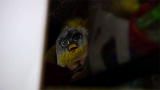 Hoarding - Buried Alive: Plastic Animals Gone Wild