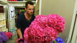 Flowers Uncut: Hydrangeas