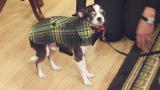 The Little Couple: Shopping with Rocky