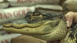 Next Great Baker: Crocodile in the Bakery!