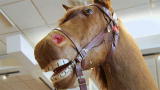 What the Sell?!: No Horsing Around