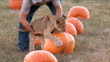 Little People, Big World: Petting A Baby Lion