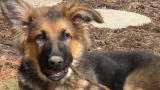 Jon & Kate Plus 8: We Want a Puppy