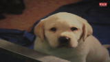 I Cloned My Pet: The Return of Sir Lancelot