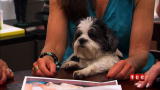 Cake Boss: Doggy Wedding Cake
