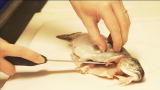 Inedible to Incredible: How to Fillet a Fish