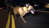 Unleashed: K9 Broward County: Nose to the Ground