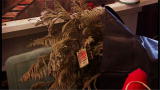 Hoarding Buried Alive: Two-Year-Old Christmas Tree