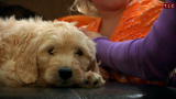 Quints by Surprise: Puppy!