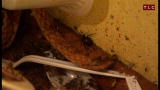 Hoarding Buried Alive: An Unsafe Environment