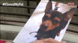 I Cloned My Pet: Why Clone Your Pet?