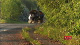 My Big Fat Gypsy Wedding: Dutiful Wife