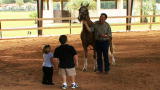 Little Couple Snapins: A Horse Is A Horse, Of Course, O ...