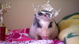 Here Comes Honey Boo Boo: The Glitzy Tribute