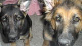 Jon & Kate Plus 8: Puppy Supper