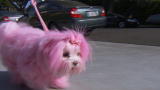 My Crazy Obsession: Pinkifying a Puppy