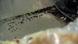 Hoarding Buried Alive: Deadly Mice Dangers