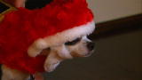 The Little Couple: Christmas Pup