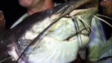 Extreme Fishing with Robson Green: A Four-Foot Vundu Catfish!