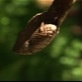 In Search of the Giant Anaconda: Fer de Lance