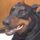 Amazing Animal Videos: One Furry Family