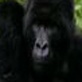 Gorillas Revisited with Sigourney Weaver : Gorilla Love
