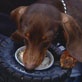 Pet Trends with Maggie Gallant: Dog Ice Cream!