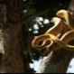 In Search of the Giant Anaconda: Tree Boa