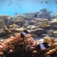 Global Warming: What You Need To Know: Great Barrier Reef